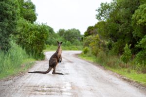 brown kangaroo on road during daytime